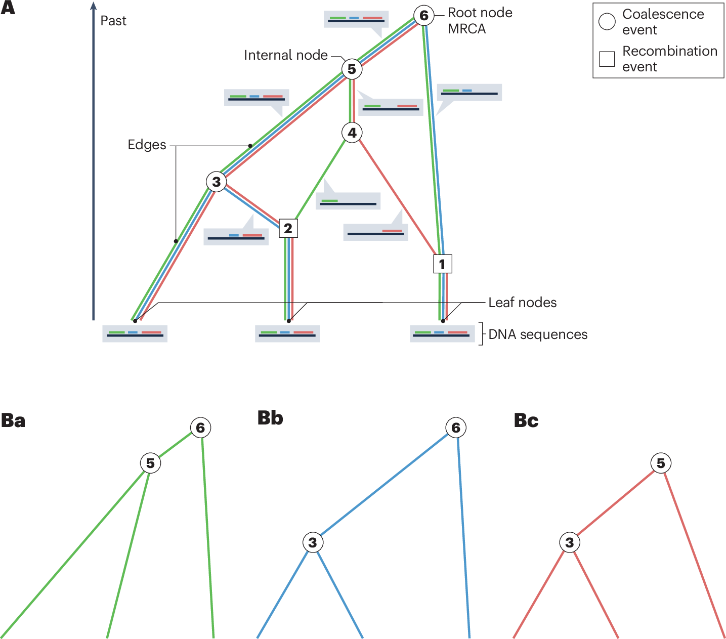 Ancestral Recombination Graph Example